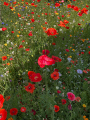Naklejka premium Poppy field