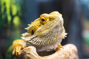 Portrait of a beautiful bearded dragon sitting on a branch