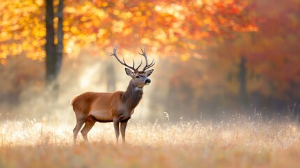 Majestic Deer in Autumn Forest with Golden Foliage and Sunlight Filtering Through Trees