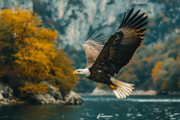 Obraz premium Bald Eagle in Flight Over River with Autumn Foliage