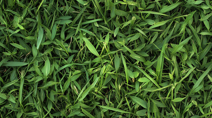 Obraz premium grass texture background