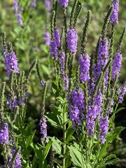 Obraz premium lavender flowers in the garden