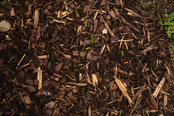 Close-up of a mulch with small green sprouts.