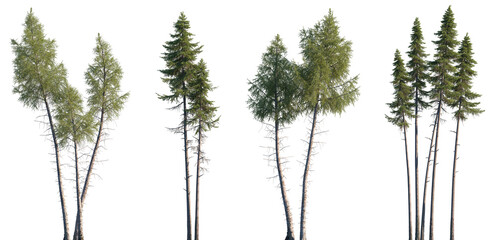 Set of Larix laricina and Larix occident isolated png in sunny daylight on a transparent background perfectly cutout