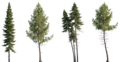 Set of Larix occident and Larix laricina isolated png in sunny daylight on a transparent background perfectly cutout