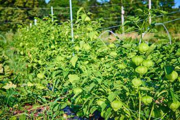 Tomatillo Plants in Organized Garden Rows at Eye Level