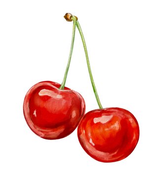 Hand drawn watercolor red cherry illustration 