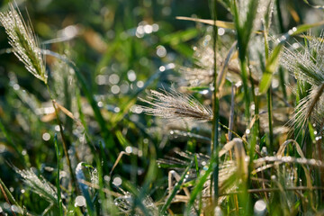 glistening dew drops on wet weeds in the morning sun