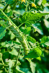 Hornworm Caterpillar on Tomato Plant Close-Up in Bright Sunlight