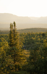 Pine trees in the warm sunlight in the forest of national park Valadalen.