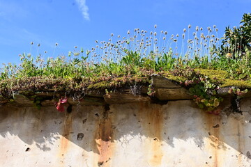 vegetación en un muro