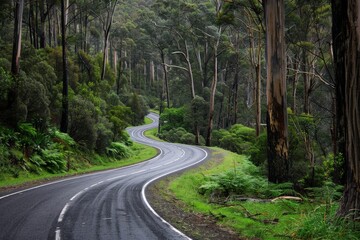 Naklejka premium Curving Road Through Tasmanian Forest with Greenery and White Line Markings