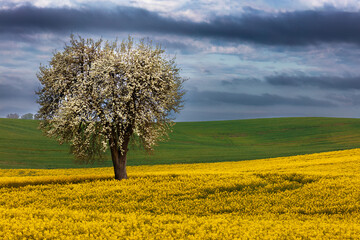 Rzepakowe Pole i Samotne Kwitnące Drzewo  © Wojciech Lisiński
