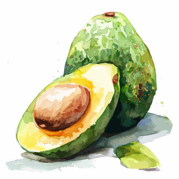 recommend clip art: Watercolor painting of avocado fruit, isolated on a white background, and avocado fruit vector