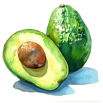recommend clip art: Watercolor of avocado fruit, isolated on a white background, and avocado fruit vector