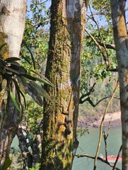 Discover the lizard in the tree