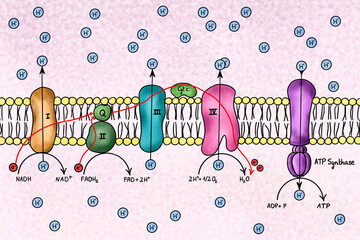 Illustration of a electron transport chain