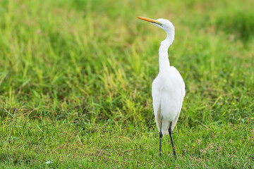 Great Egret