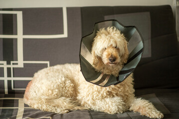 Fluffy dog in protective cone resting on geometric sofa