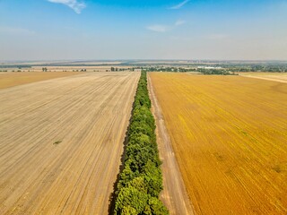 trees between two fields