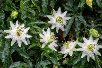 Ivy plant genus. Scientific name; Passiflora caerulea Constance Elliot