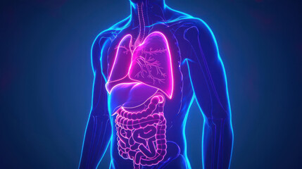 3D illustration of the human respiratory and digestive systems highlighting the lungs and organs in vibrant colors