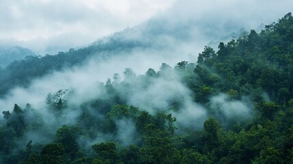 Fototapeta premium Morning mist rolling through a dense forest, foggy weather, mysterious ambiance