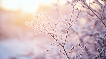 Obraz premium Frost covering the branches of a tree in the early morning, cold weather, winter beauty