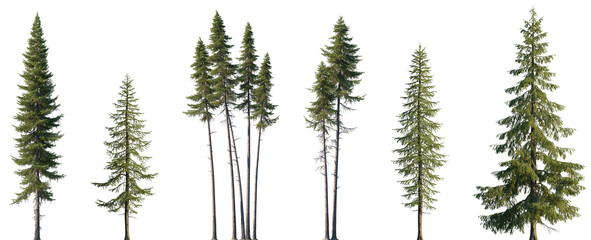 Set of Larix occident and Larix decidua isolated png in sunny daylight on a transparent background perfectly cutout