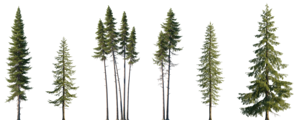 Set of Larix occident and Larix decidua isolated png in sunny daylight on a transparent background perfectly cutout