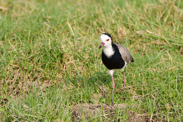 Long-toed Lapwing