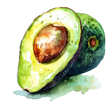 recommend clip art: Watercolor painting of avocado fruit, isolated on a white background, and avocado fruit vector