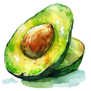 recommend clip art: Watercolor drawing of avocado fruit, isolated on a white background, and avocado fruit vector