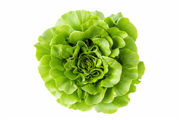 A top down view of an lettuce on white background.