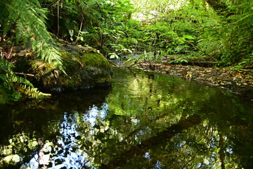 Obraz premium stream in the forest