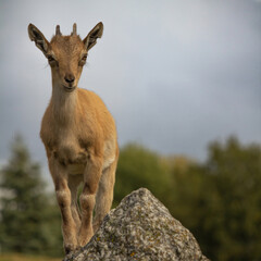 Carpa falconeri heptner. Turkmenian Markhor unique species.