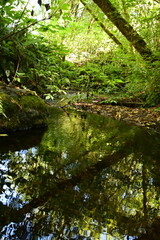 Fototapeta premium river in the forest