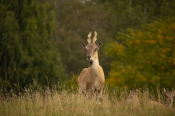 Turkmenian markhor standing on field of dry grass
