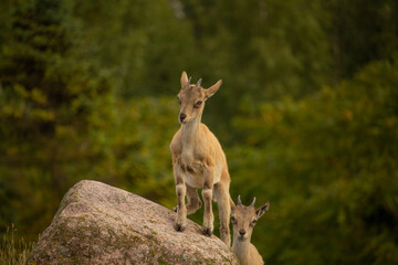 Carpa falconeri heptner. Turkmenian Markhor Young goats.