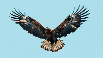 Fototapeta premium An eagle soaring majestically in the sky. Freedom concept
