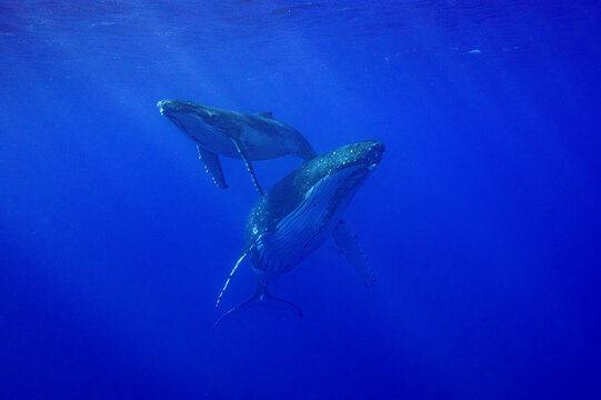 Humpback Whale Mother and Calf