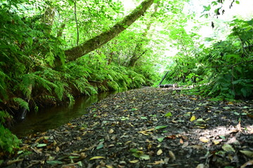 green moss on the stone