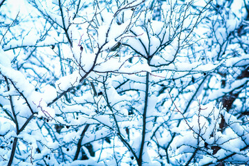 A Tree covered with snow in the park on nature background