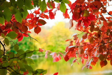 Beautiful autumn background in a park on the nature