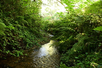 green forest in the morning