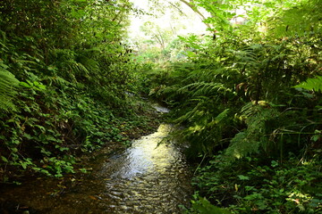 forest in the morning