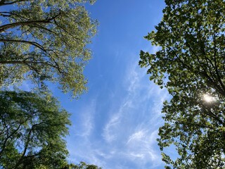 trees in the sky with sun