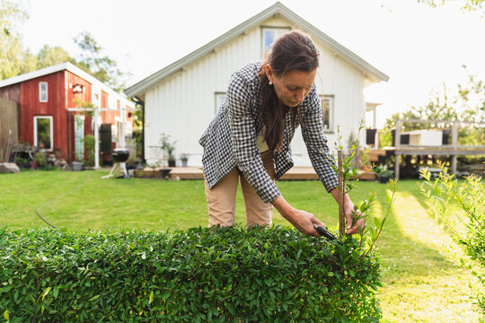 Handy Woman Cutting Garden Hedge with Pruning Shears