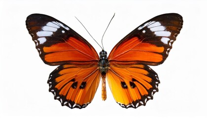 butterfly on white background
