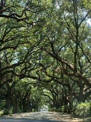 path in the park